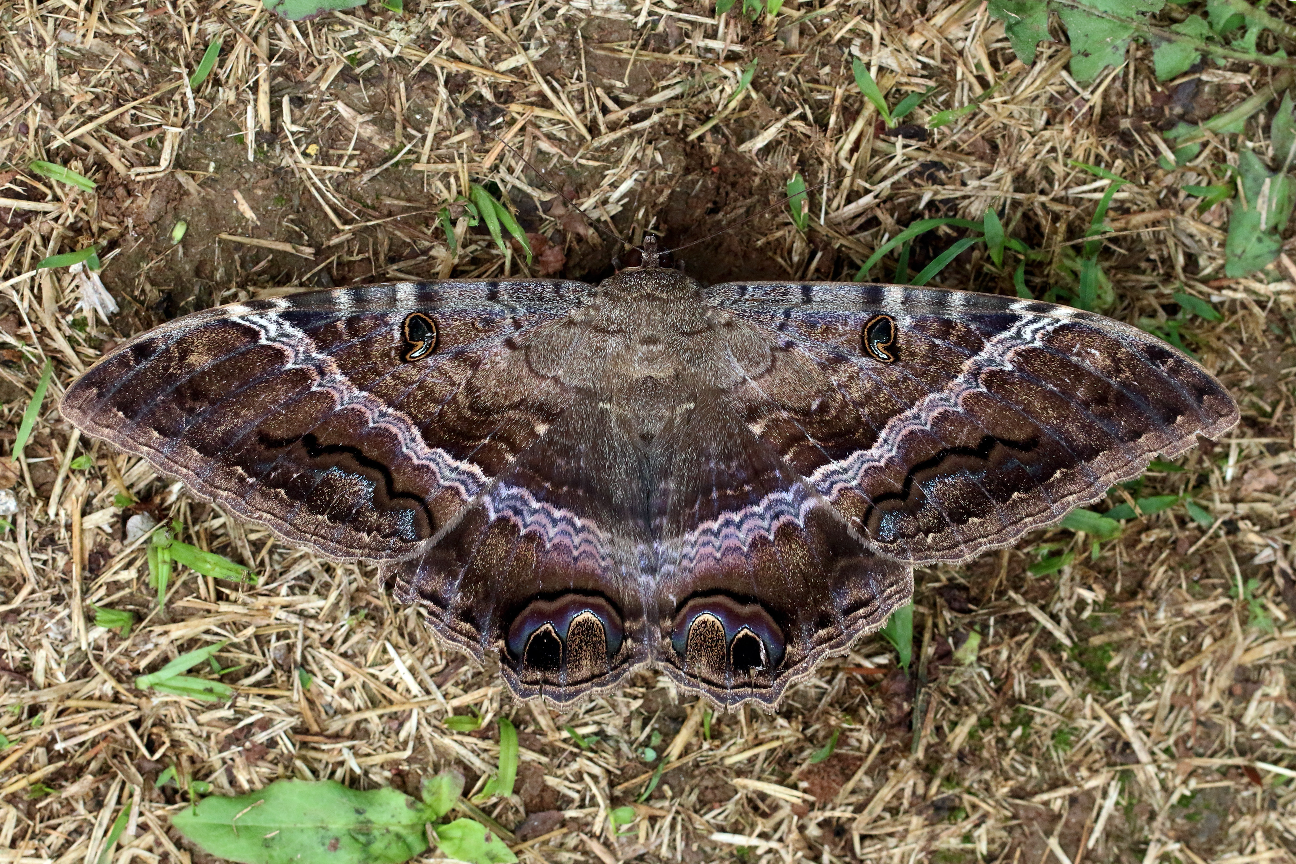 An image of a black witch bat, associated with money folklore in the Bahamas.