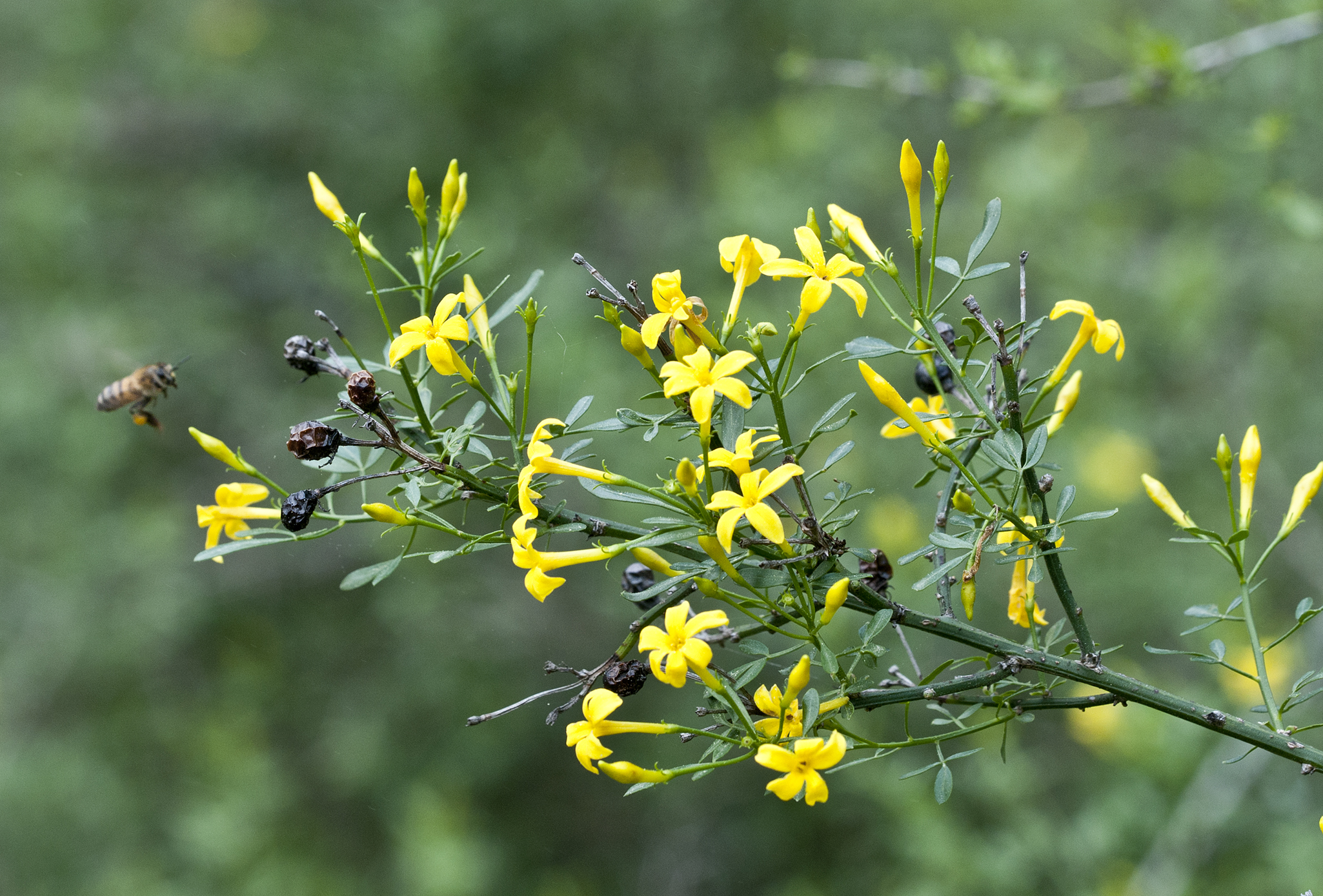 Jasminum fruticans