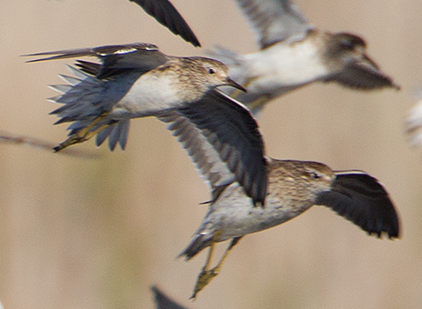 File:Calidris acuminata group - Hexham Swamp (cropped).jpg