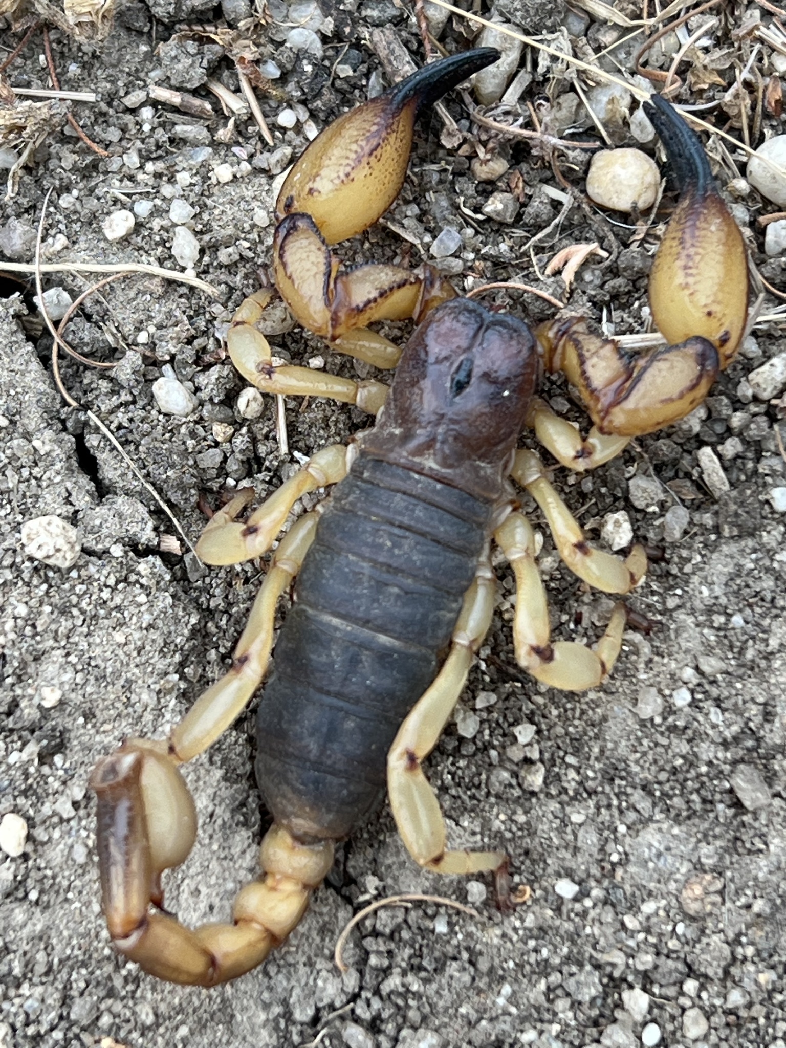 16 - Scorpion