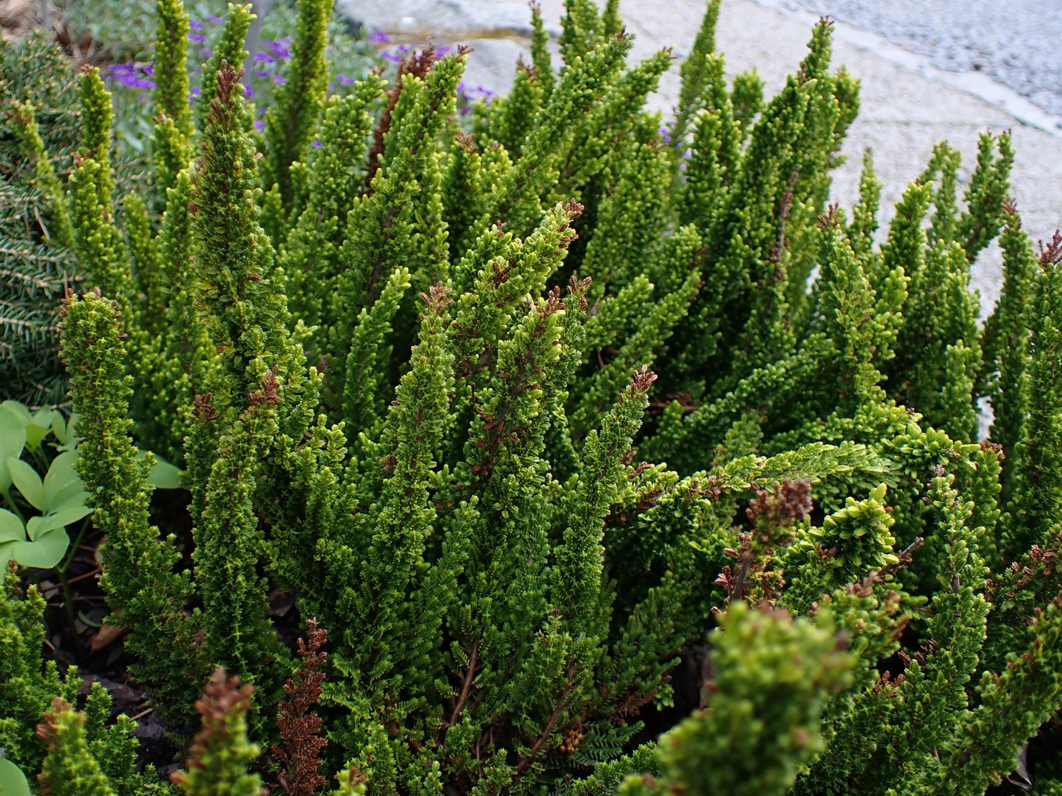 Calluna vulgaris Alicia