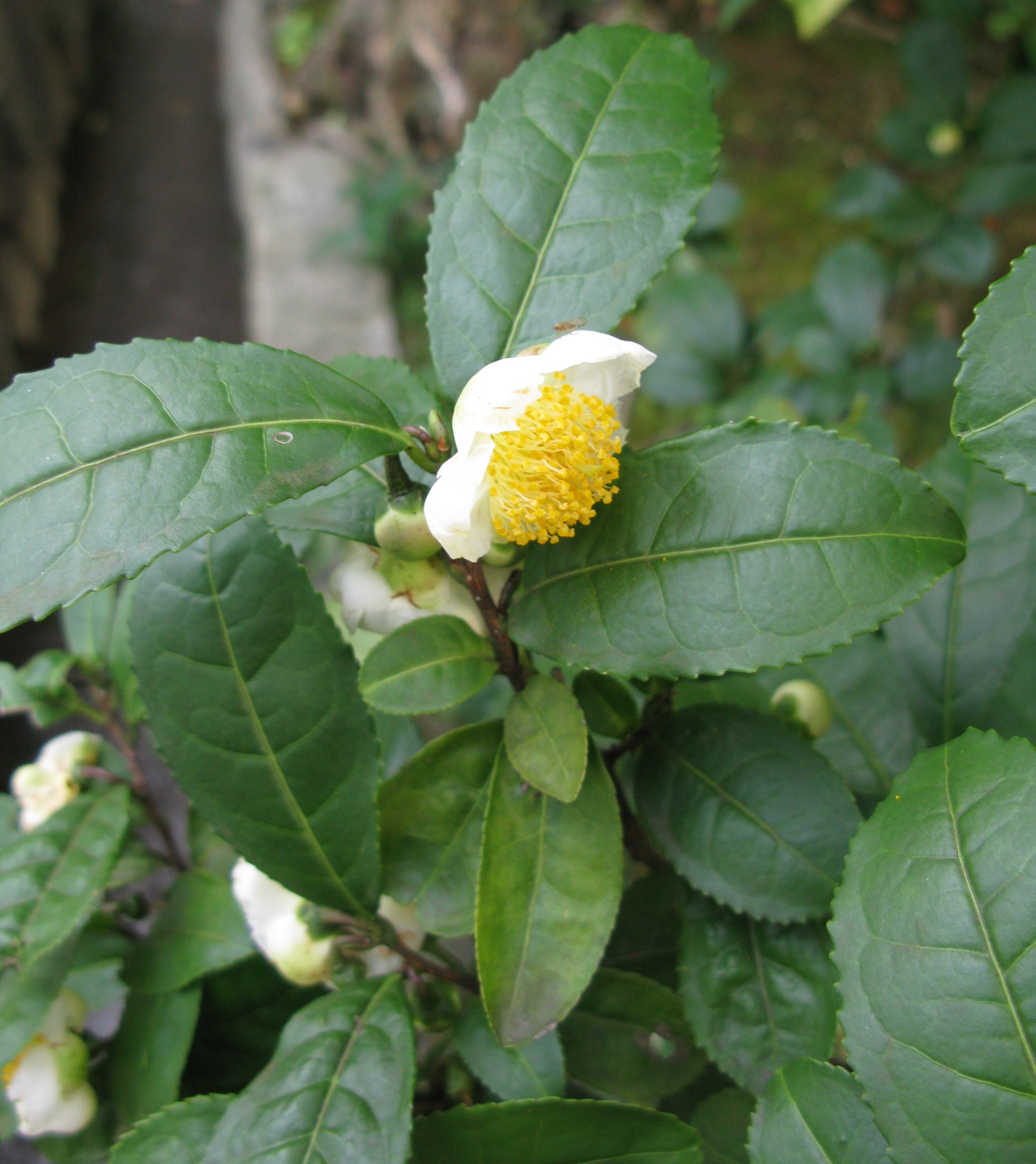 Camellia sinensis Japan.JPG