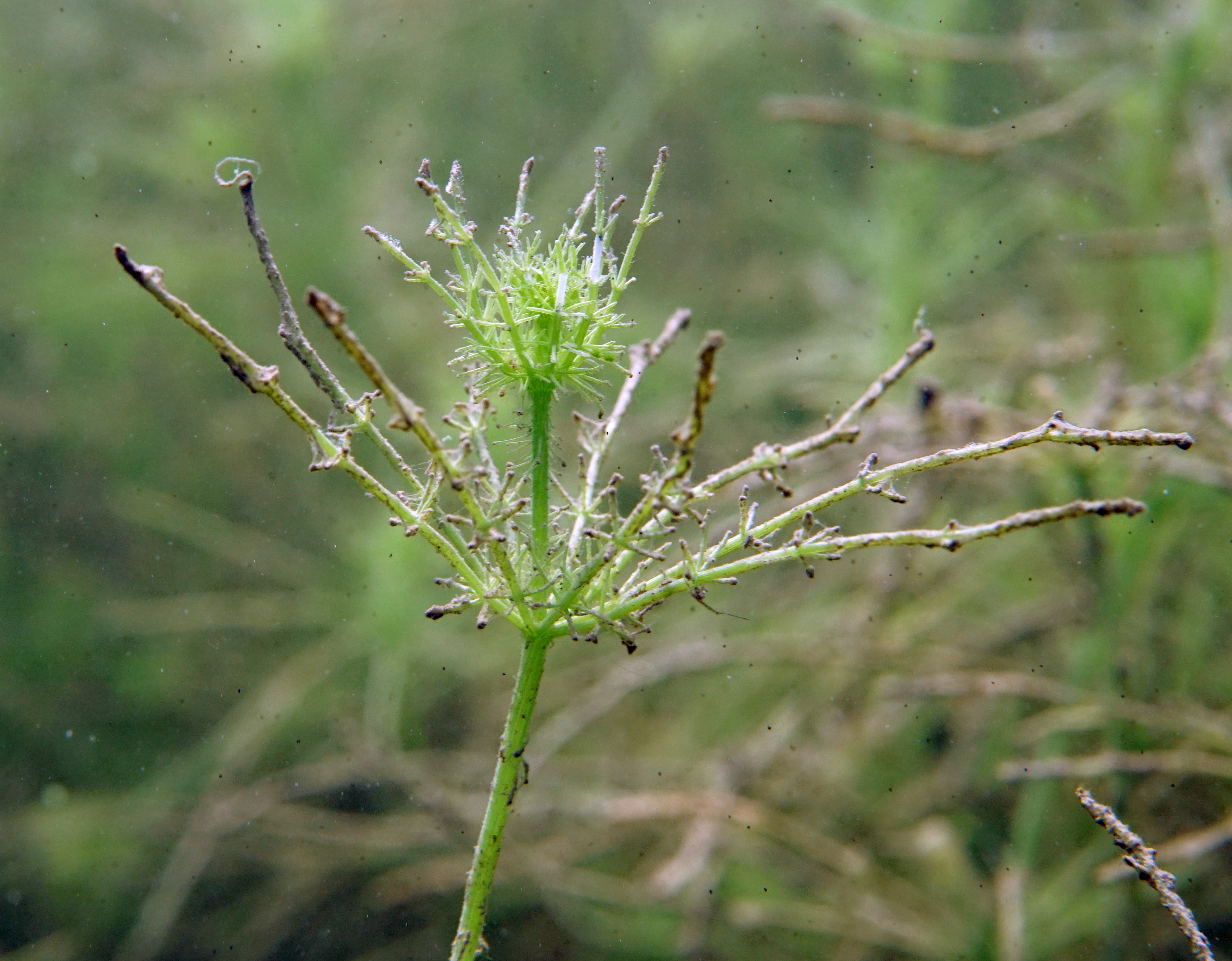 Chara (alga) - Wikipedia