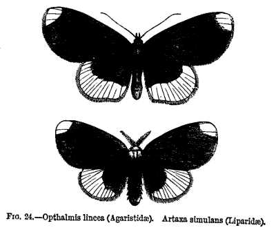 FIG. 24.—Opthalmis lincea (Agaristidæ). Artaxa simulans (Liparidæ).