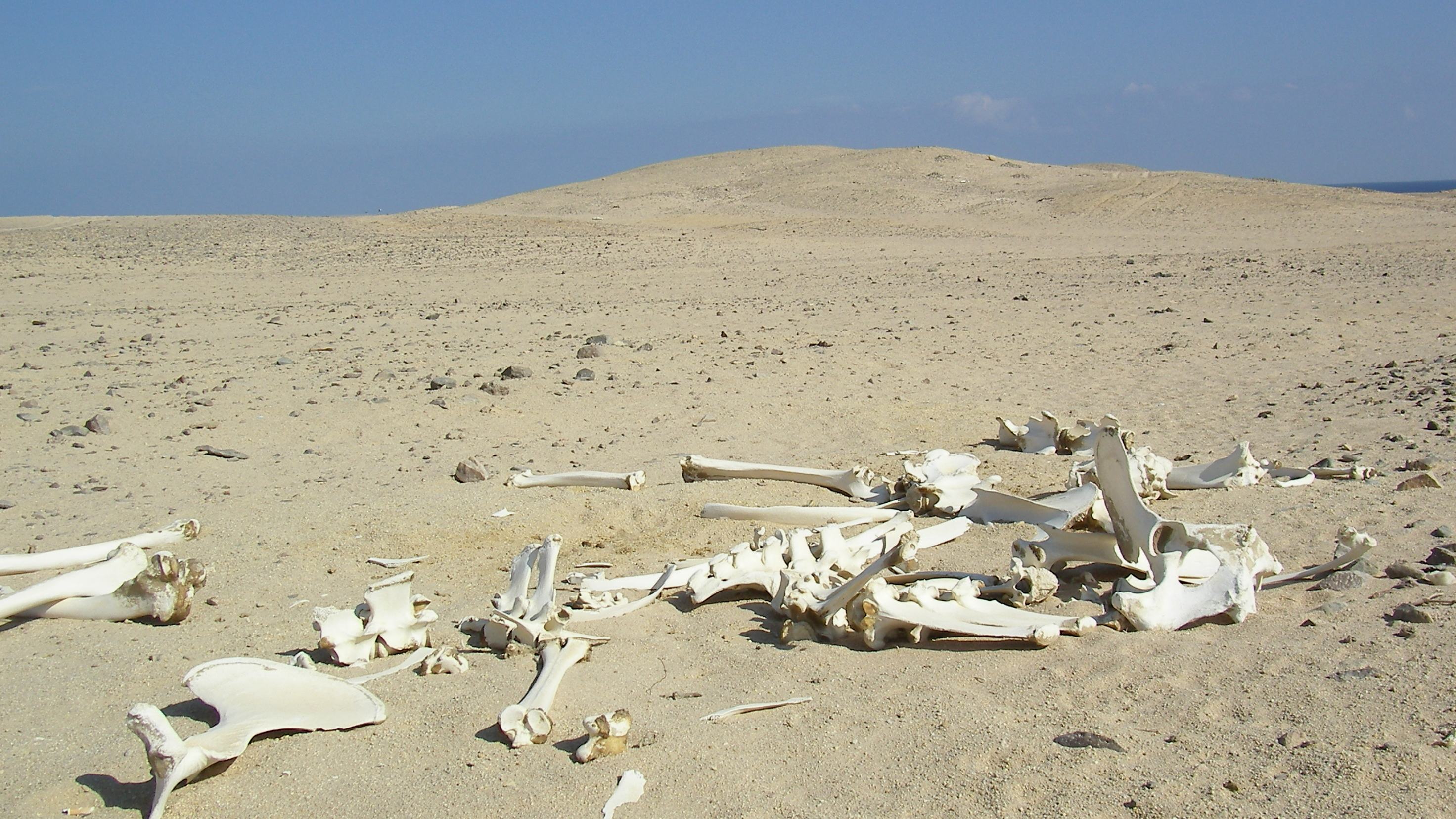 Desert-skelleton-red-sea.jpg