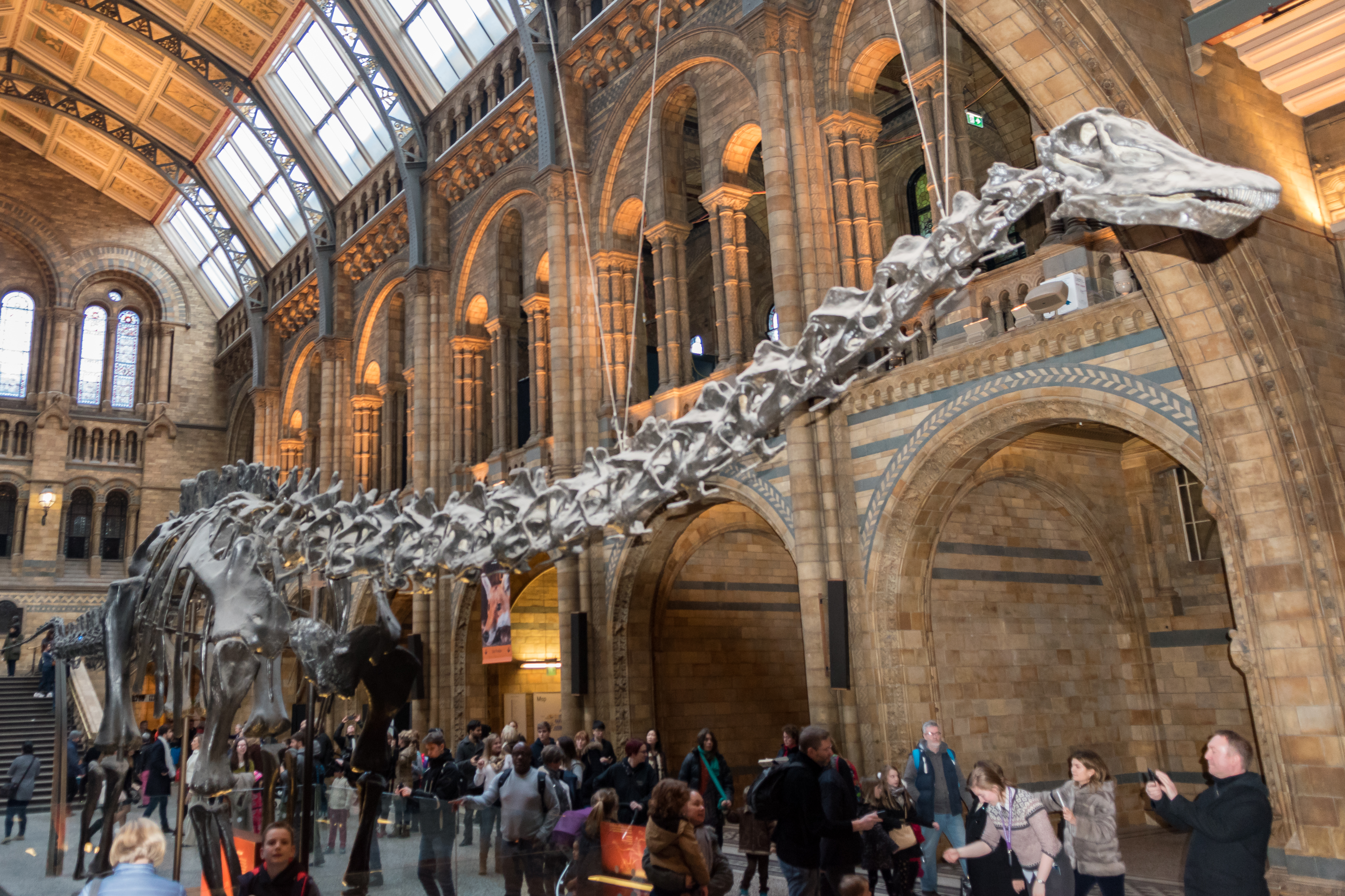 Natural history museum перевод. Музей естествознания Лондон Диплодок. Музей естествознания Лондон кит. Гаргульи музей естествознания Лондон. Музей естествознания Лондон оранжевая зона.