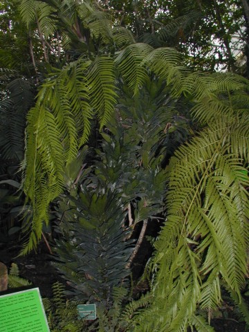 Dracena deremencis compacta