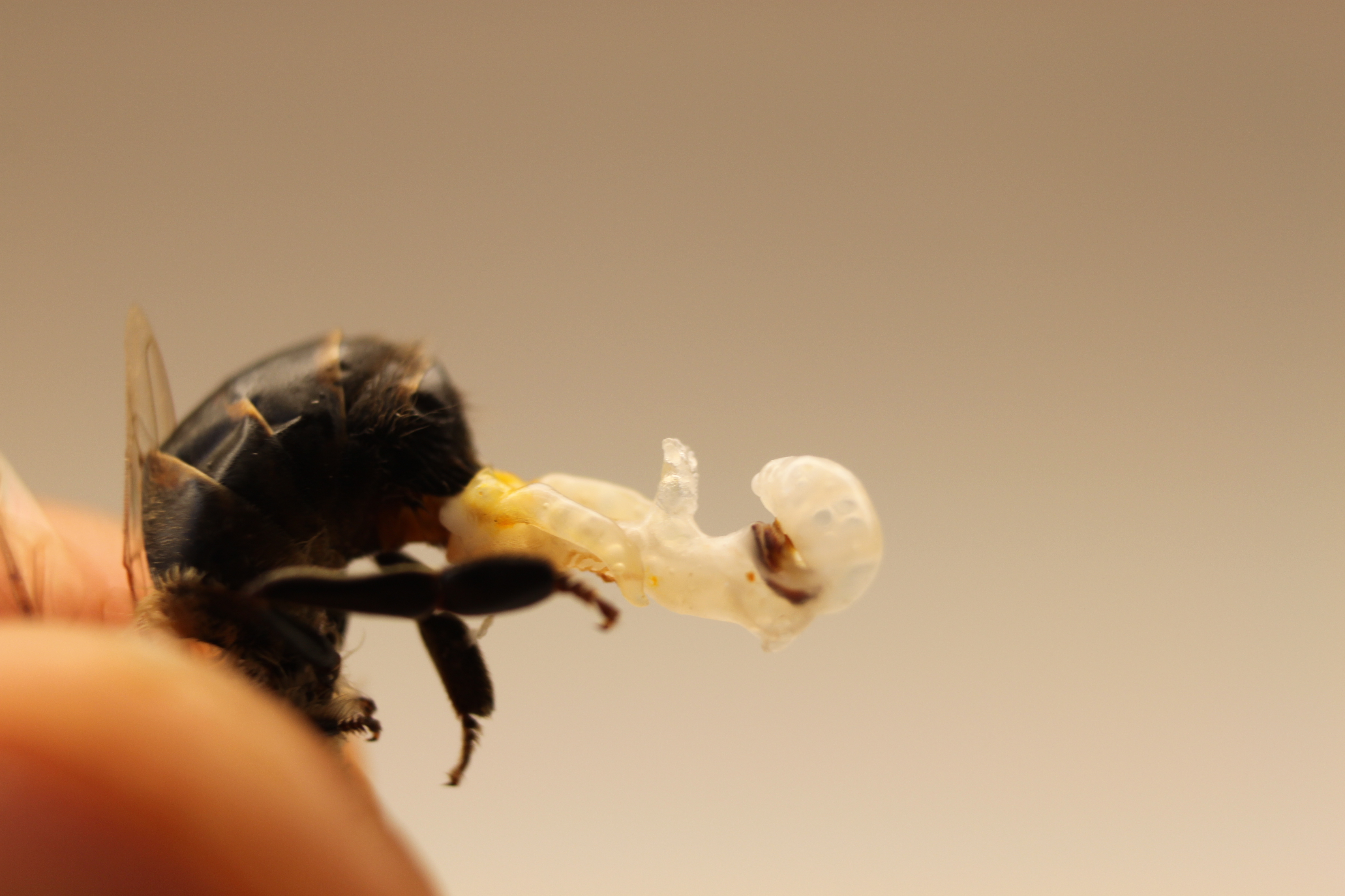 drone honey bee mating