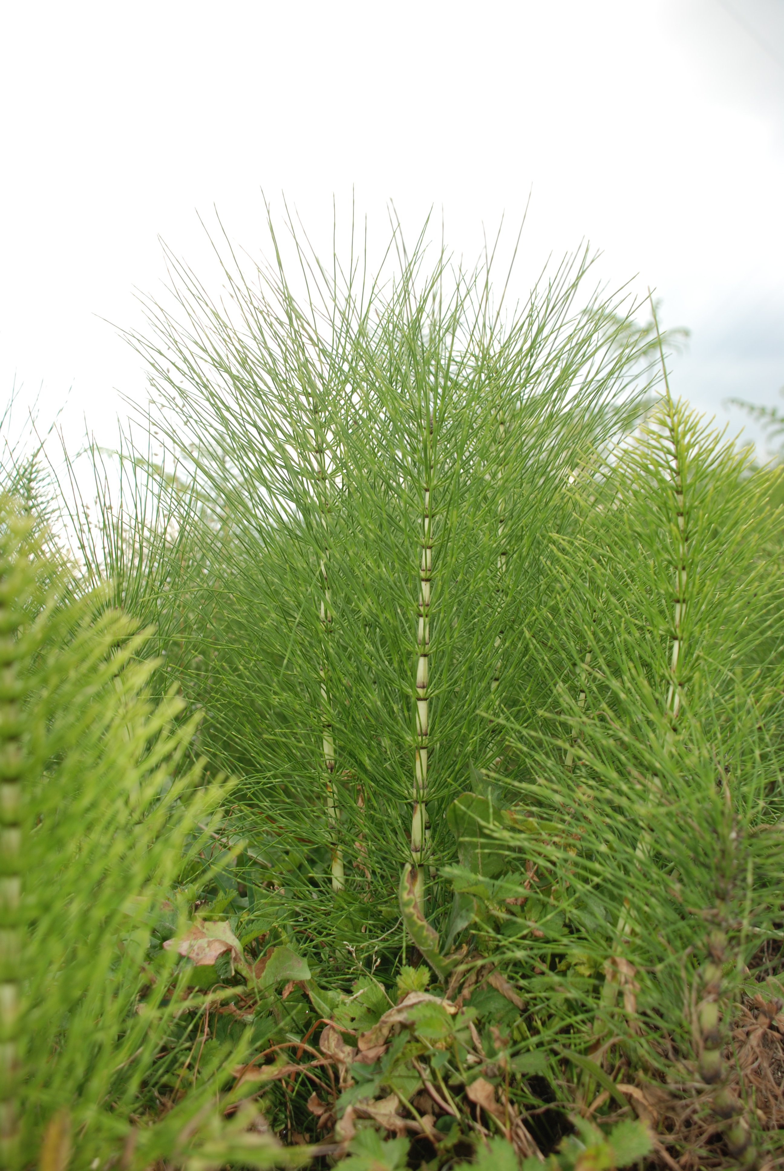 Equisetum arvense ксерофит