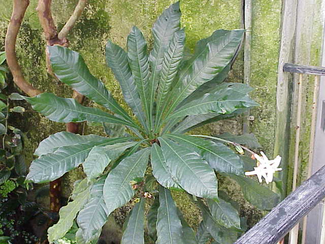 File:Erythrochiton brasiliensis2.jpg