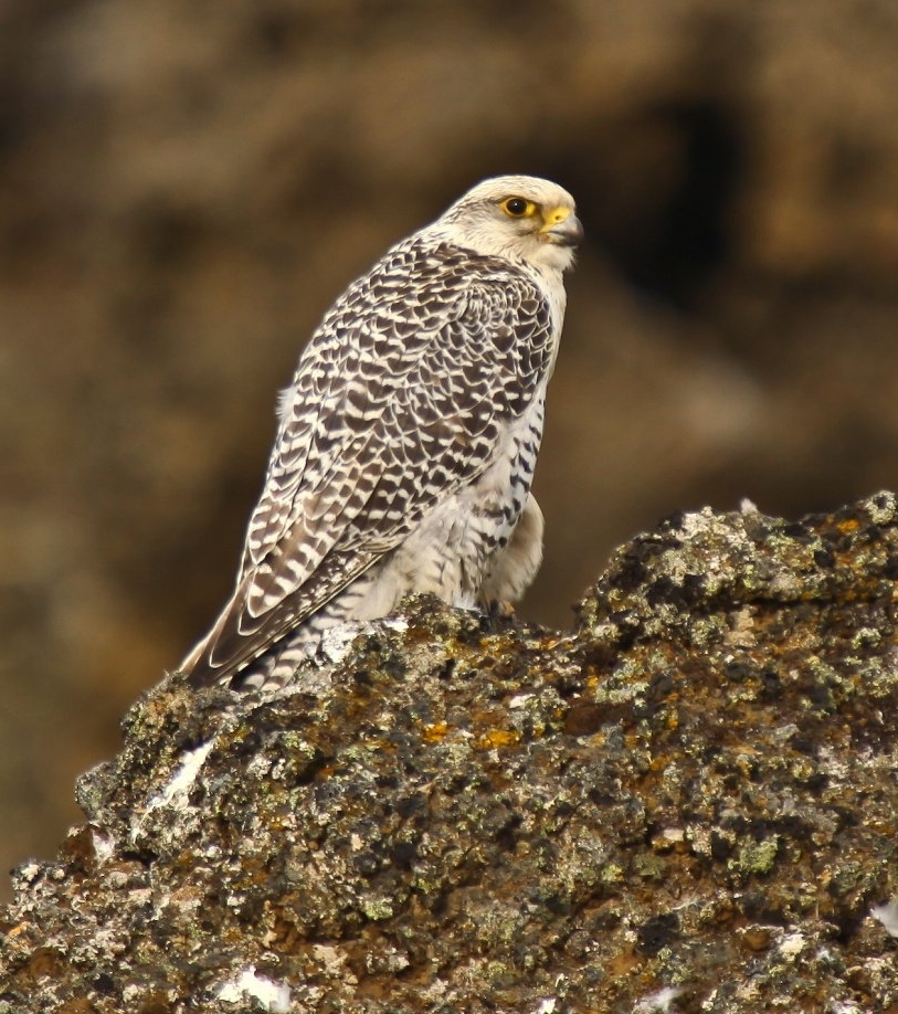 white falcon bird baby