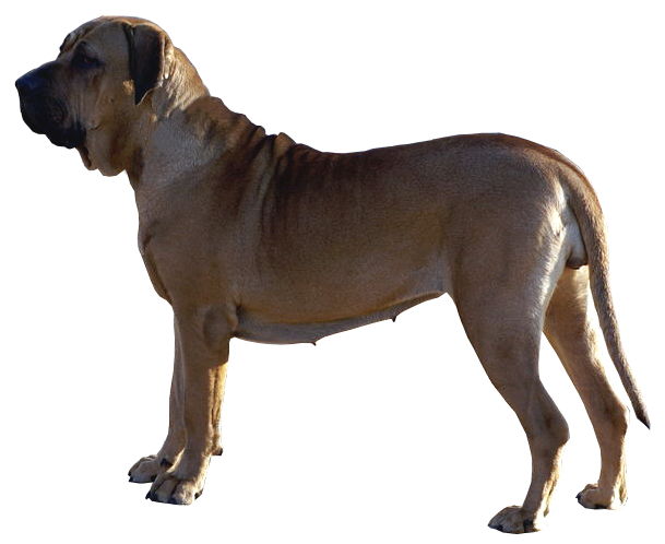 File:Fila Brasileiro.jpg