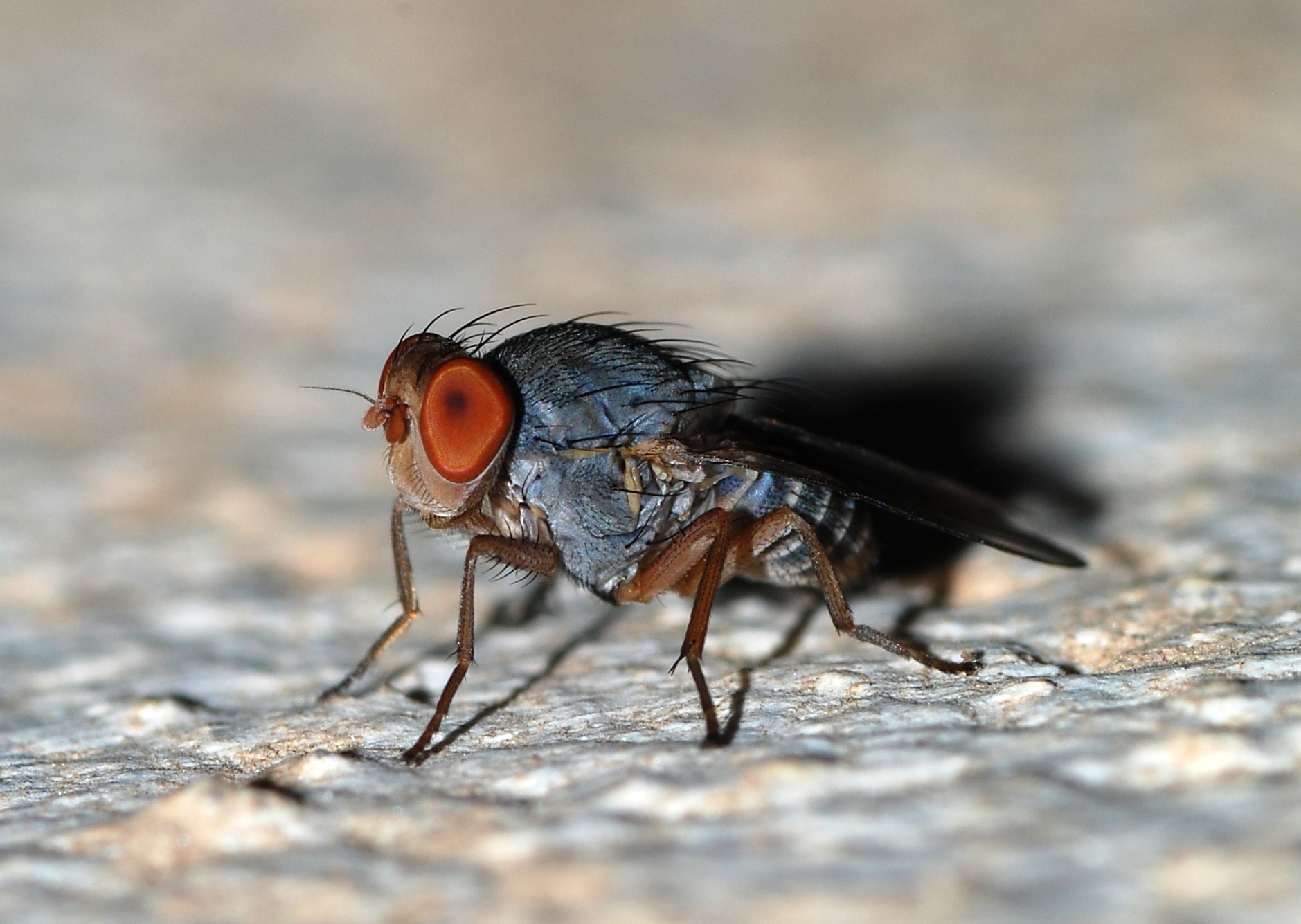Diptera, origen nombre de Selangor