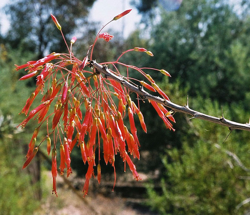 Datei Fouquieria Macdougalii The Tree Ocotillo 9517914675 Jpg