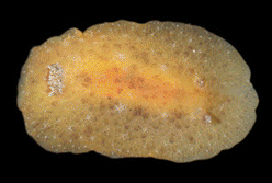 <i>Geitodoris planata</i> Species of gastropod