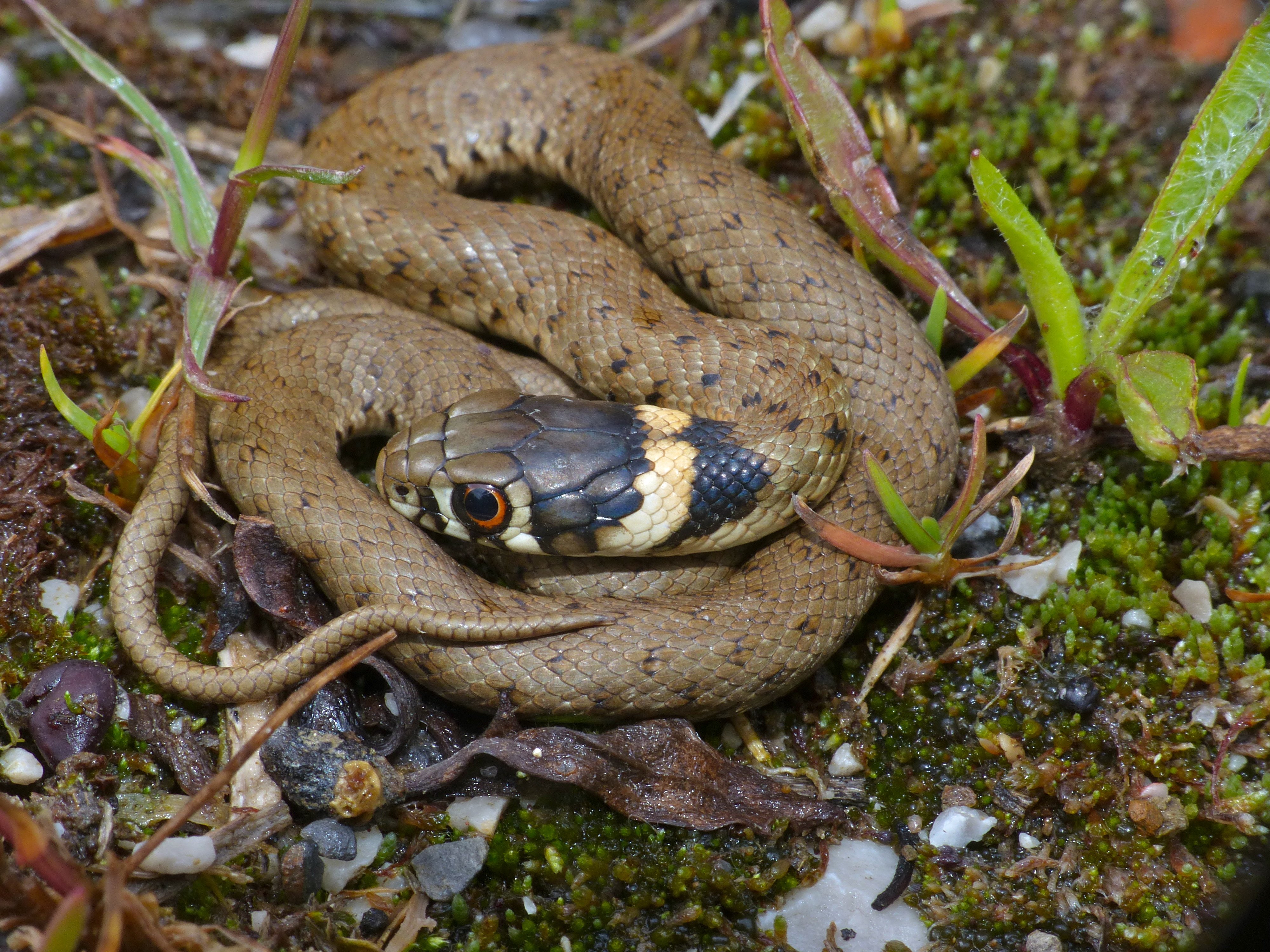 Grass Snake (Natrix natrix astreptophora) juvenile (14301255949).jpg
