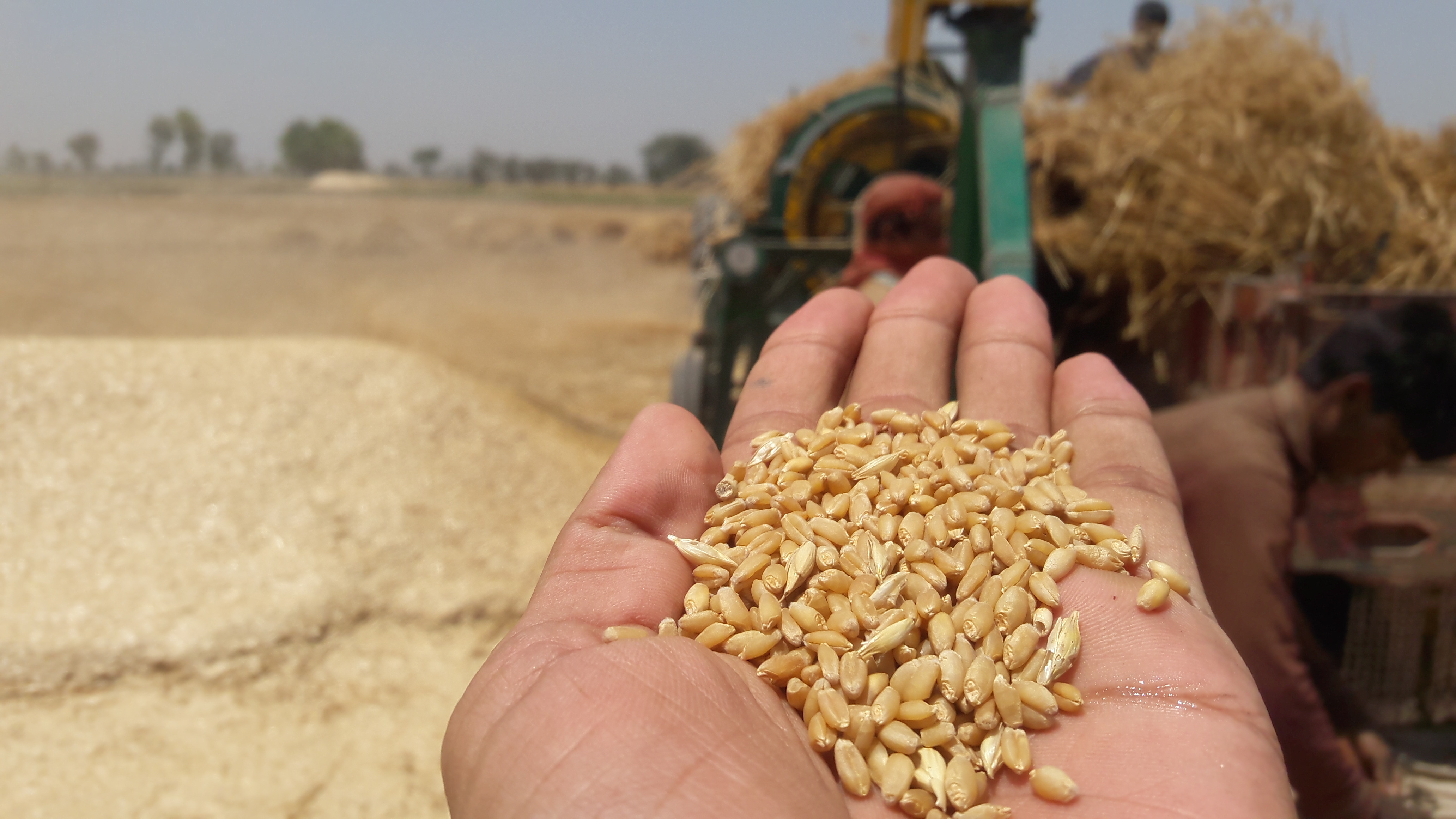 2024 год цена пшеницы
