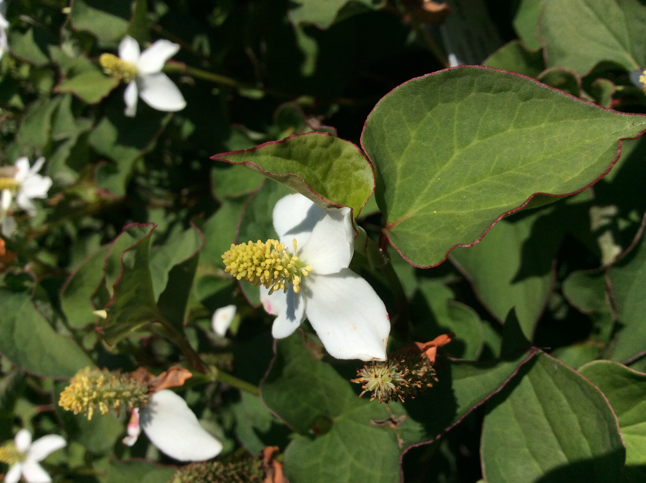 Daymellow houttuynia cordata cream. Хауттюйния. Хауттюйния сердцелистная Триколор (Houttuynia cordata). Хауттюйния сердцевидная фото. Houttuynia cordata 85% это.