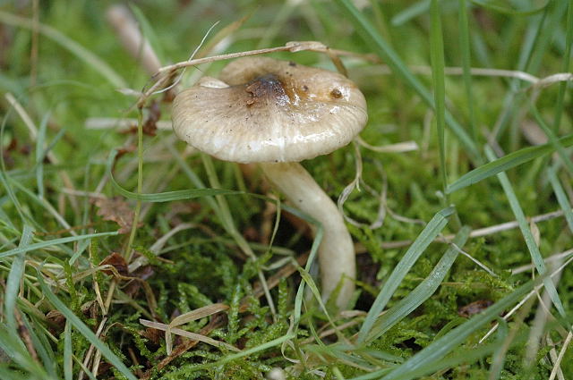 File:Hygrophorus olivaceoalbus - Lindsey.jpg