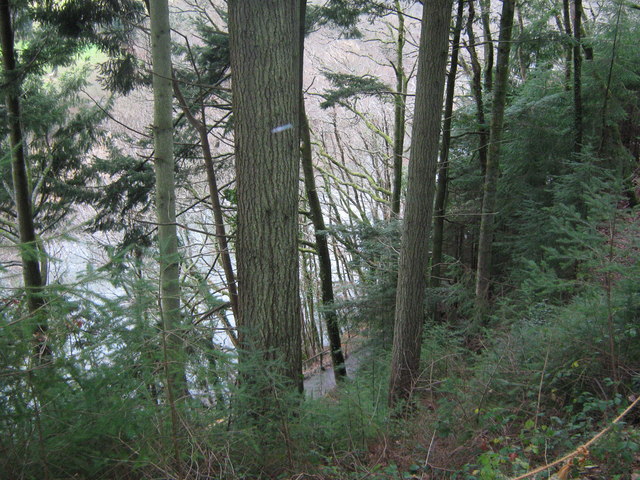 File:In Maddacleave Wood above the entrance to The George and Charlotte Mine - geograph.org.uk - 1098978.jpg
