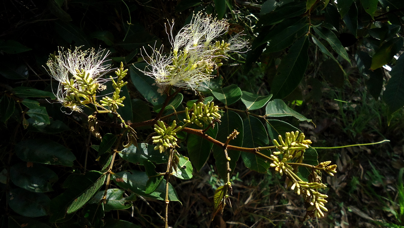 Inga edulis Mart., 1837 - Fabacées (Fabaceae Lindl., 1836) de