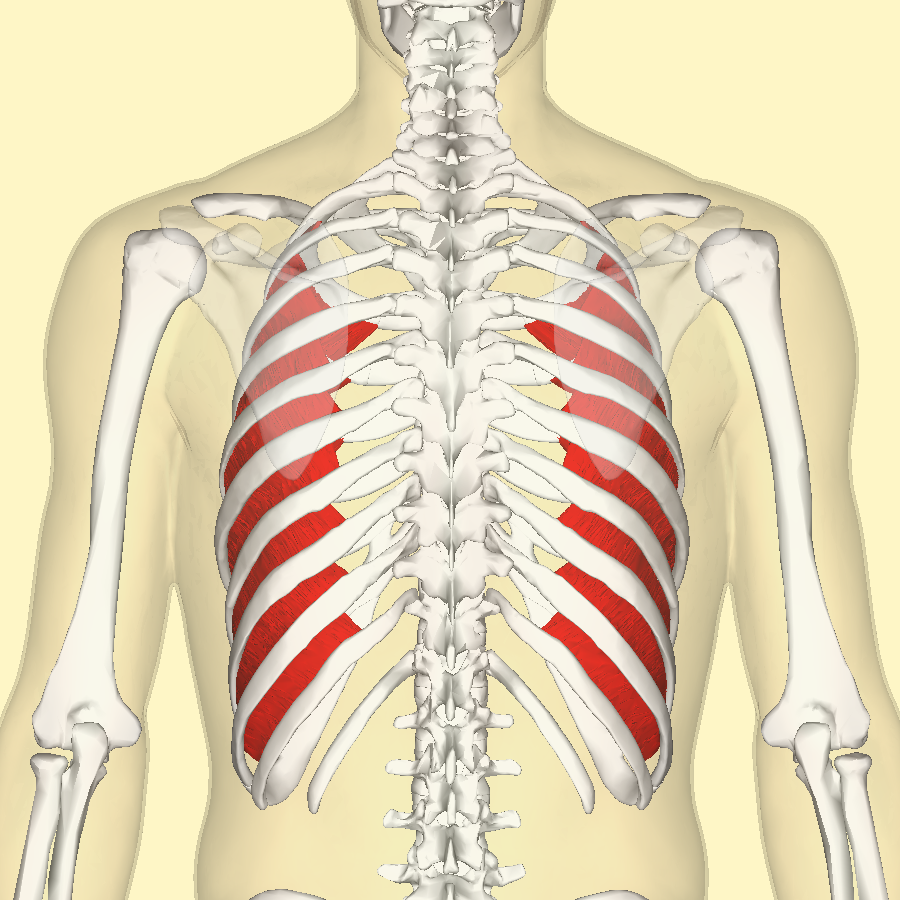 Innermost Intercostal Muscle Wikipedia The rib cage is an arrangement of bones in the thorax of all vertebrates except the lamprey. innermost intercostal muscle wikipedia