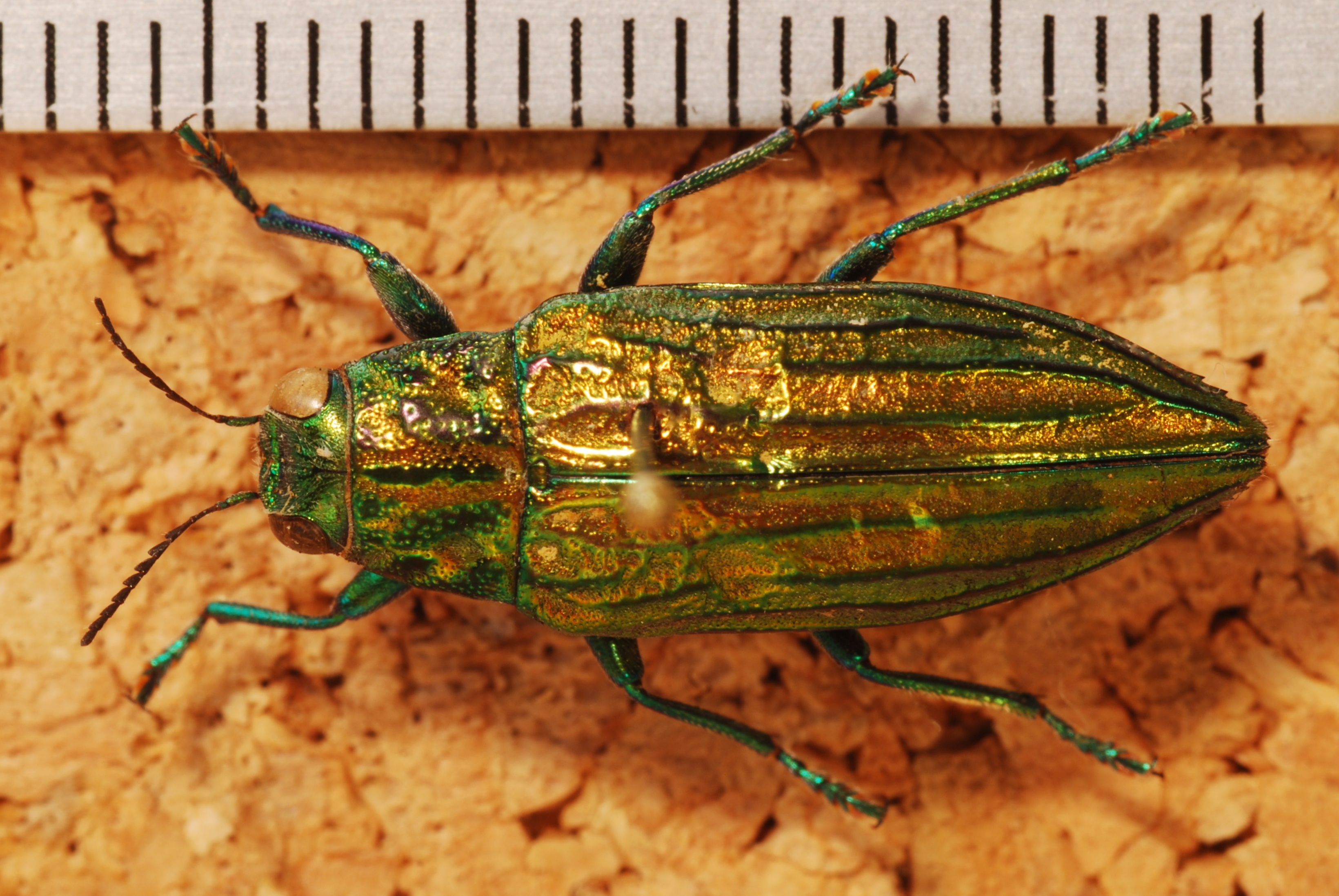 Jewel Beetle (Chrysodema jucunda) (8275373870).jpg