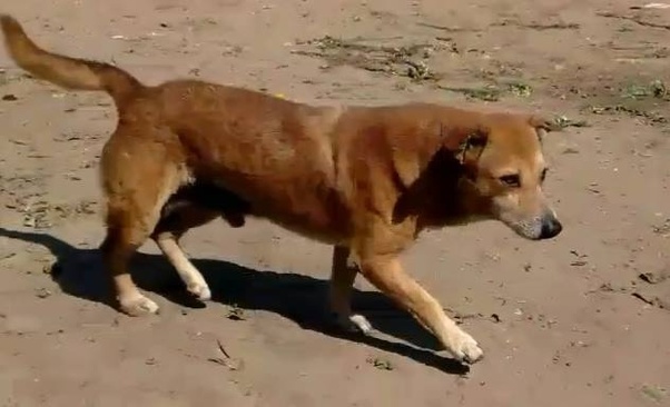 File:Kattai dog alias kattakal dog approaching.jpg