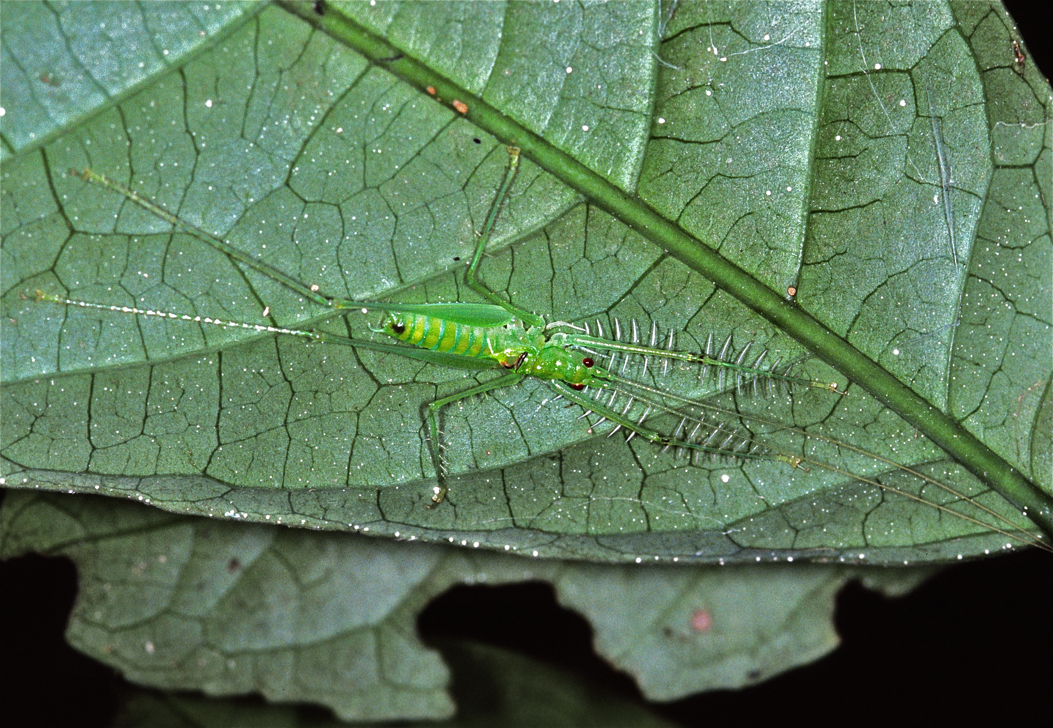 Katydid Nymph (Tettigoniidae) (7839151084).jpg