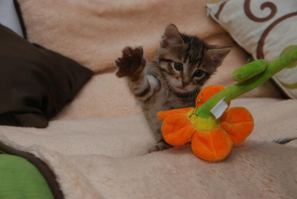 Kitten attacking plant.jpg