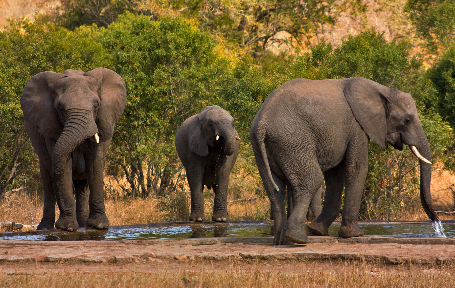 File:Kruger Park Elephants 2.jpg - Wikimedia Commons