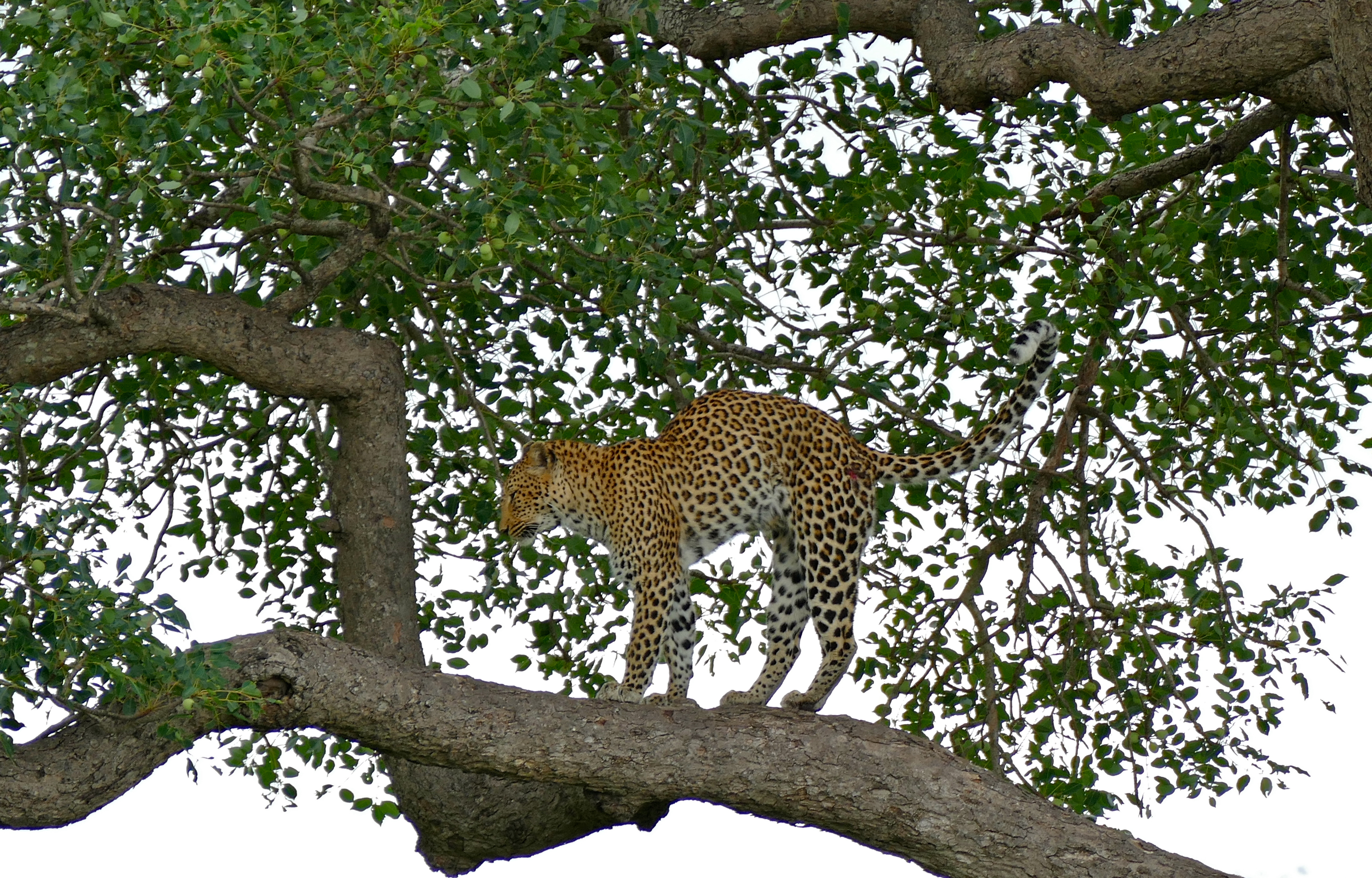 Leopard (Panthera pardus) female in a tree (16455606681).jpg