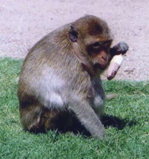 File:Macaque Eating Ice Cream.jpg
