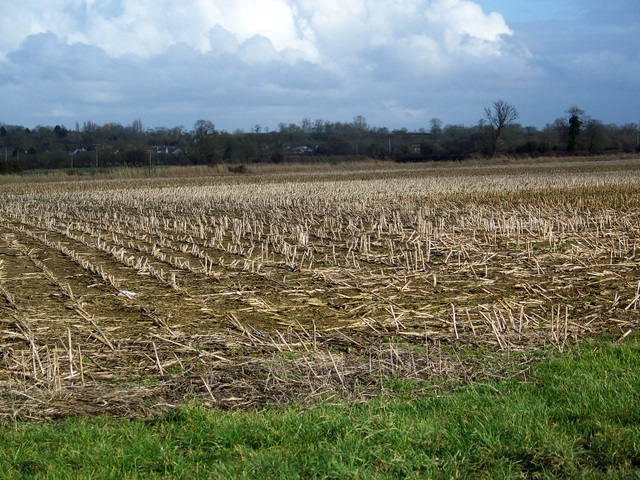 File:Maize stubble near Wallyer's Bridge - geograph.org.uk - 1734621.jpg