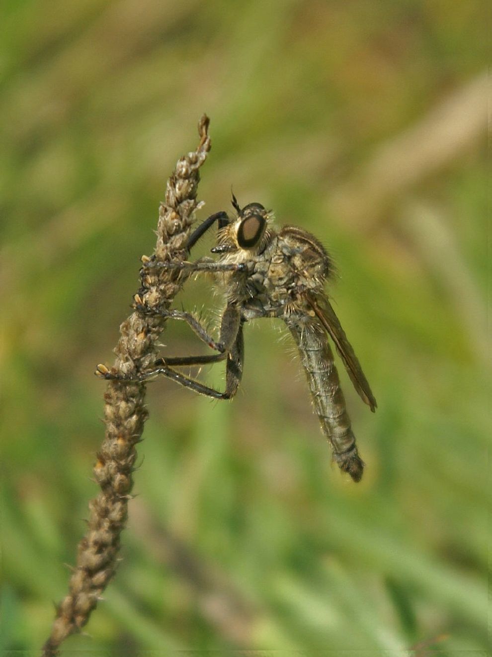 Insecta De Mouches De Voleur : Diptère : Asilidae Que La Mouche