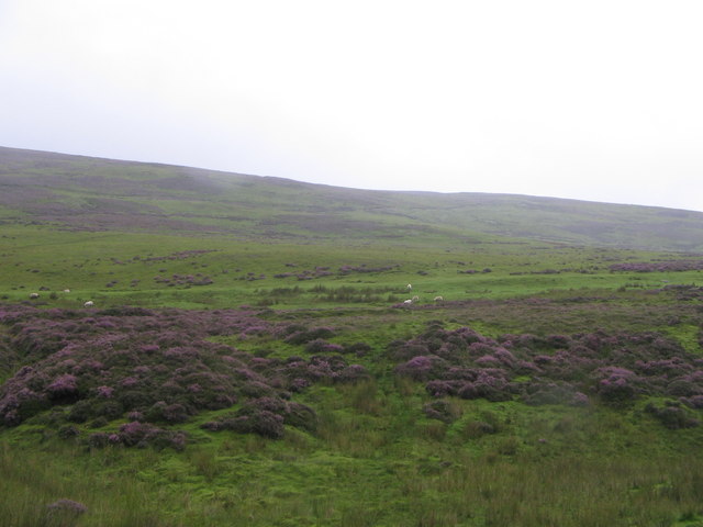 File:Moorland and heather - geograph.org.uk - 925466.jpg