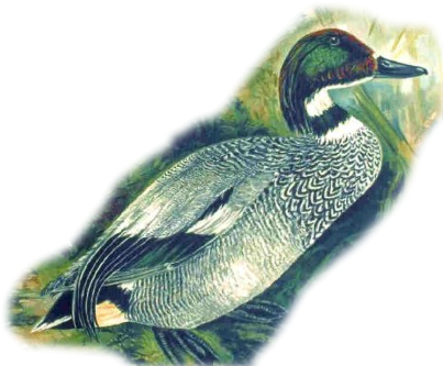 File:Naturgeschichte der Vögel Mitteleuropas - Falcated Teal.jpg