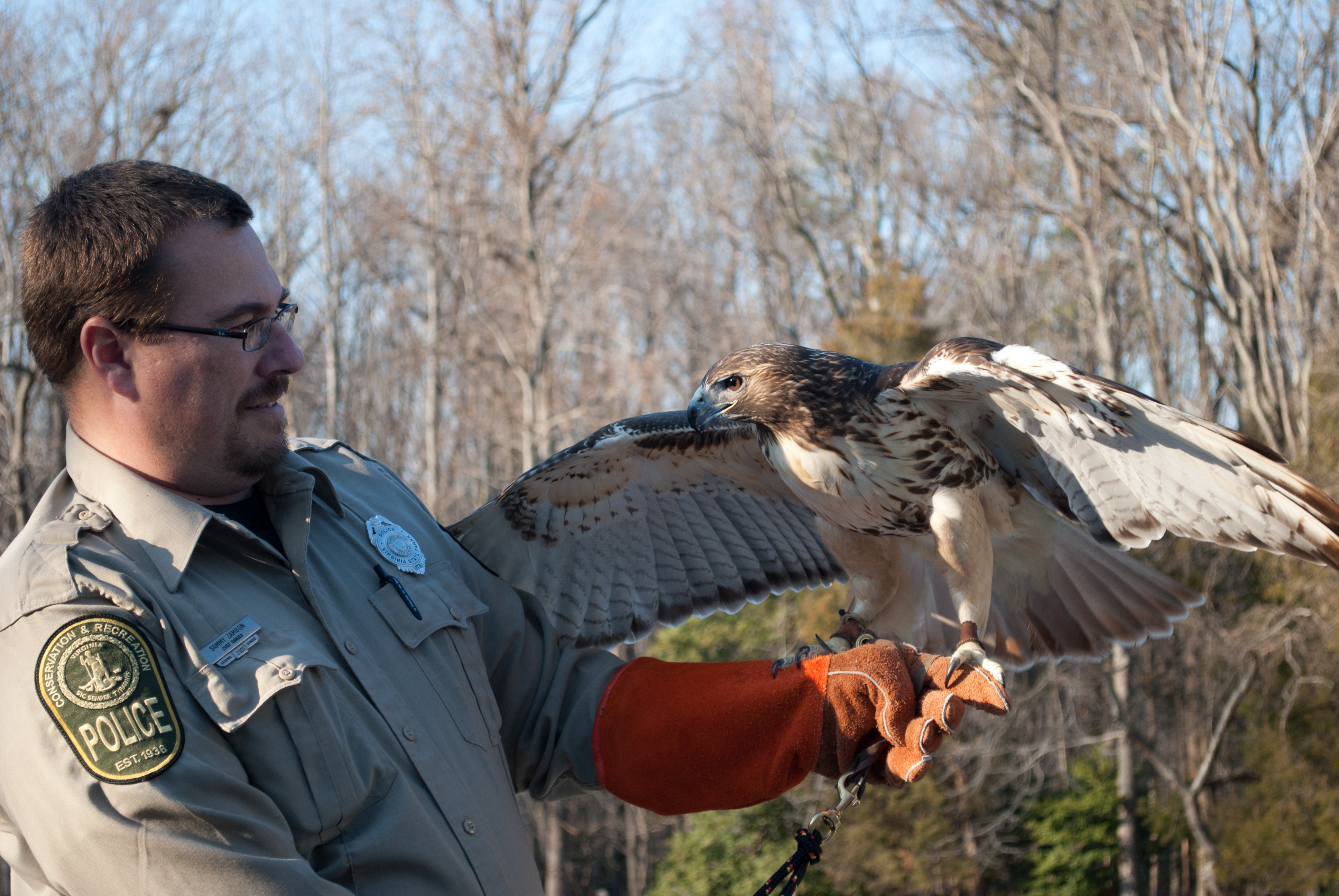 Nice bird. Орнитологическая служба Домодедово. Орнитологическая служба аэропорта. Хищные птицы в аэропортах. Сокол в Сокольниках.