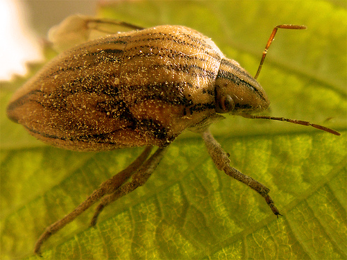 File:Odontotarsus grammicus.jpg