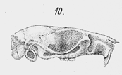 <i>Oligoryzomys flavescens</i> Species of rodent