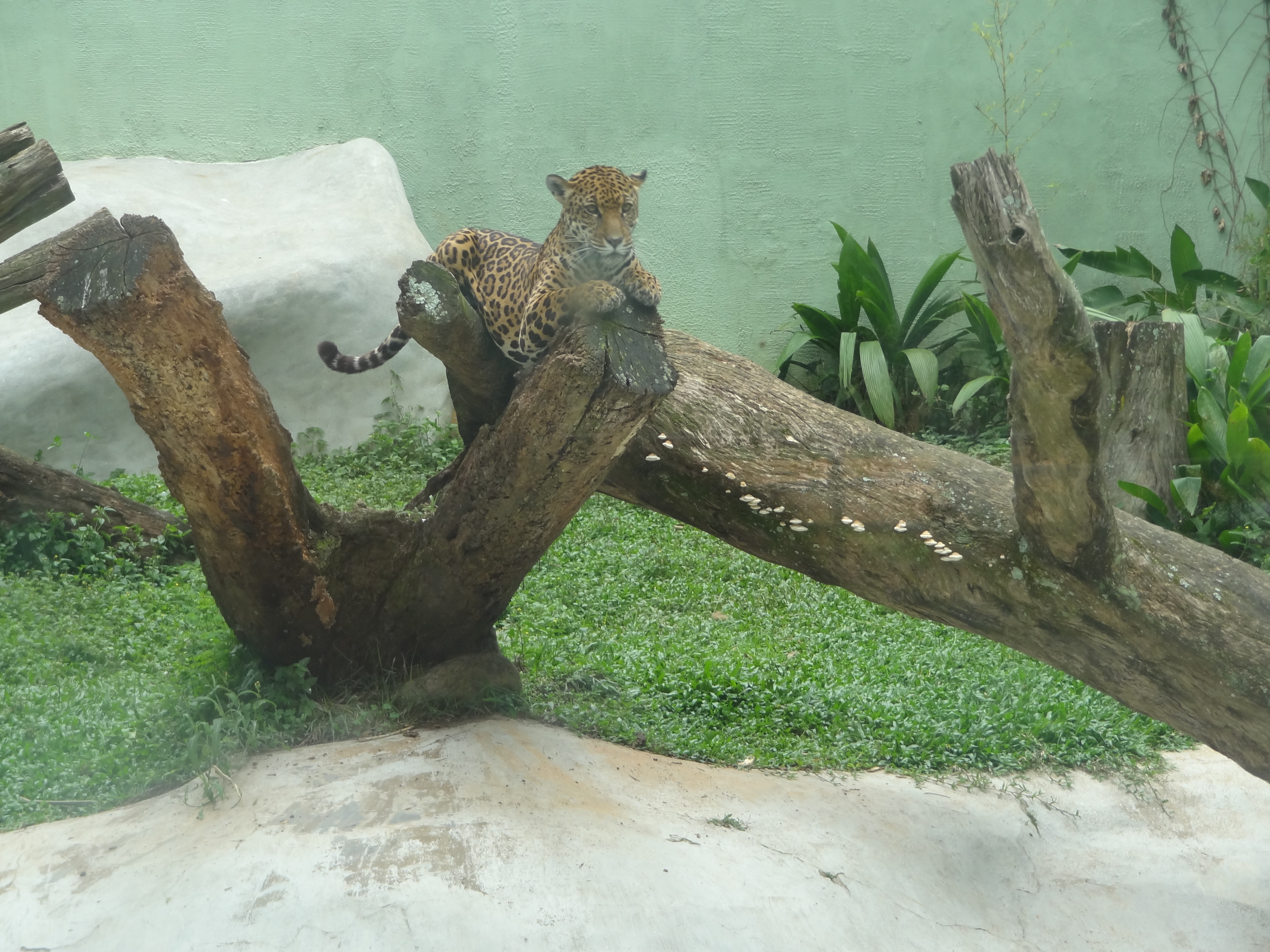 File:Parque Zoológico de São Paulo - Sao Paulo Zoo - Onça-parda, Suçuarana  - Puma, cougar, panther, mountain lion (11539699575).jpg - Wikimedia Commons