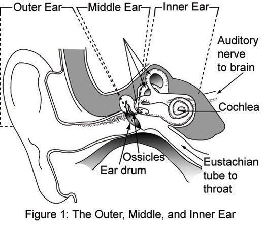 Image of the outer, middle, and inner ear.