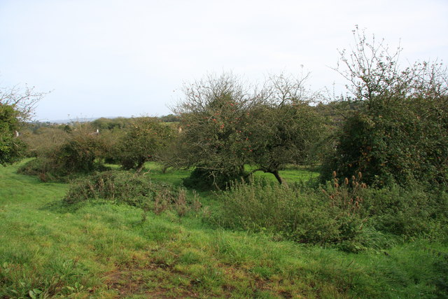 Old Orchard Overgrown_orchard_-_geograph.org.uk_-_1019145