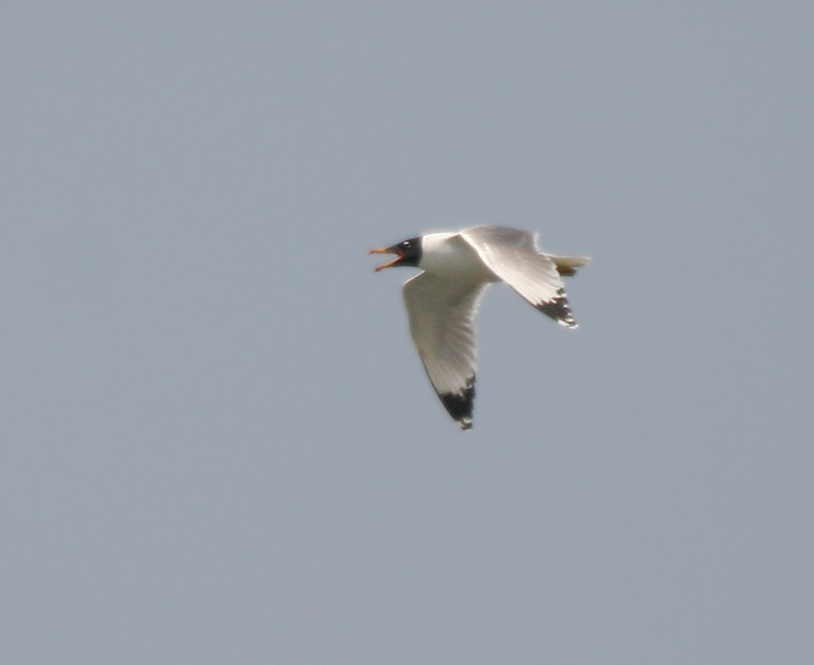 File:Pallas's Gull (Larus ichthyaetus) W IMG 6665.jpg