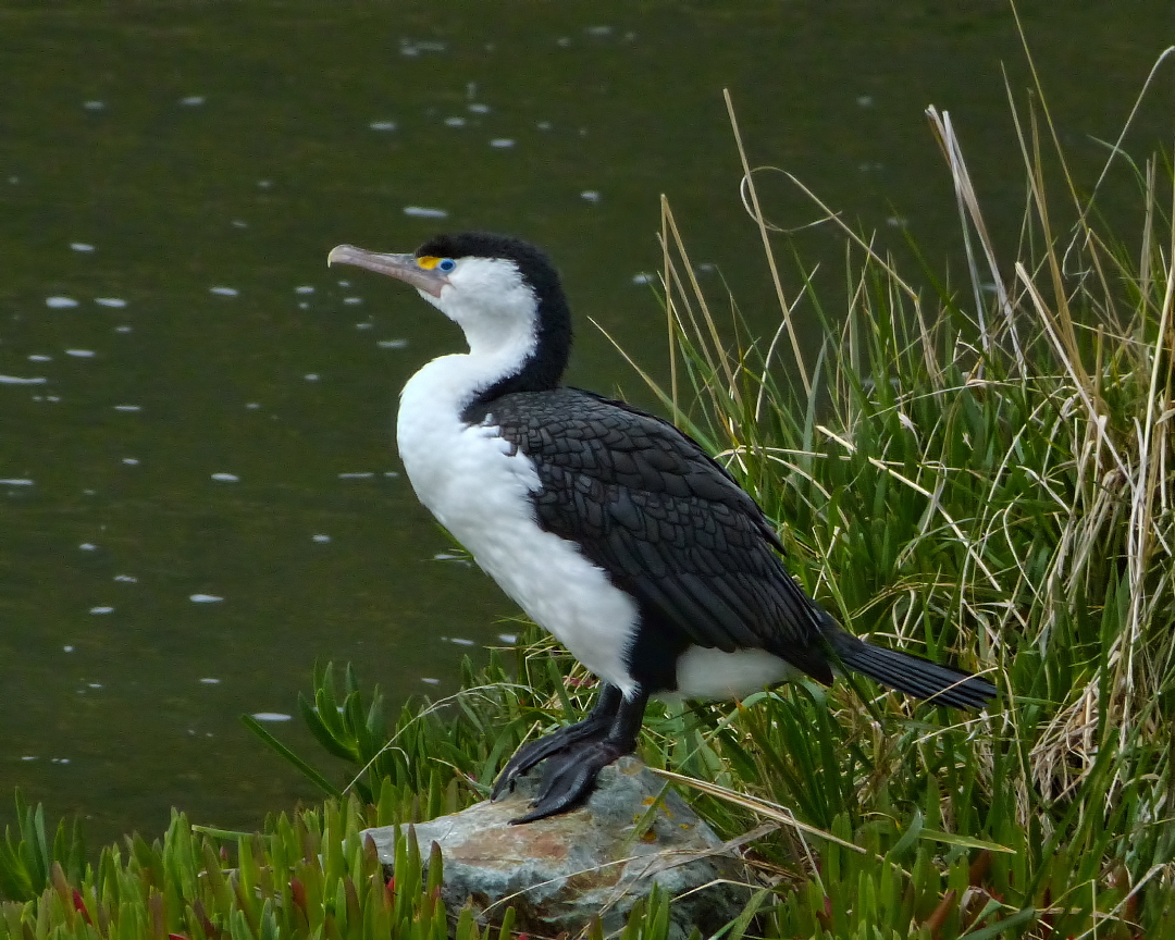 Klinik chap plyndringer Australian pied cormorant - Wikipedia