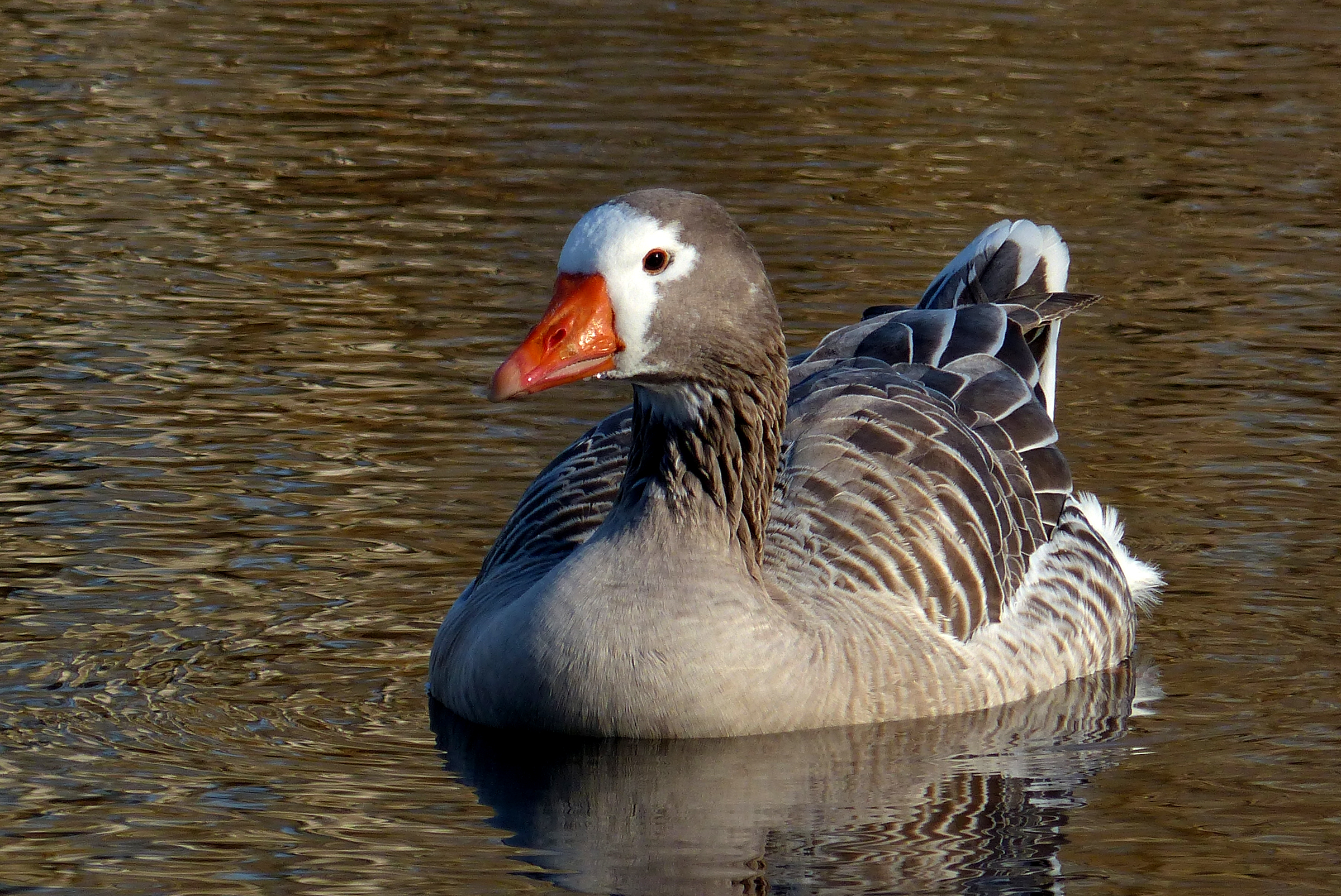 Крик дикого гуся. Pilgrim Goose. Дикие гуси. Гуси и утки. Гуси водоплавающие.