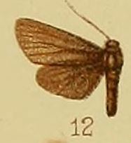 Malamblia flavipalpis