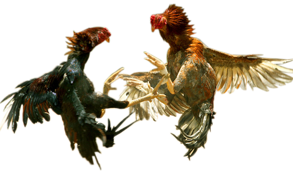 ayam png