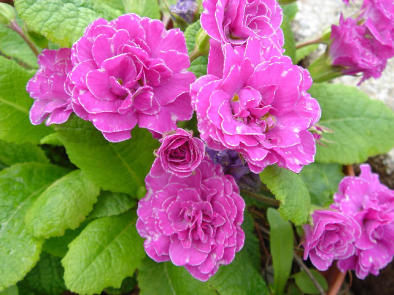 File:Primula 'Easter Bonnet' 2.JPG