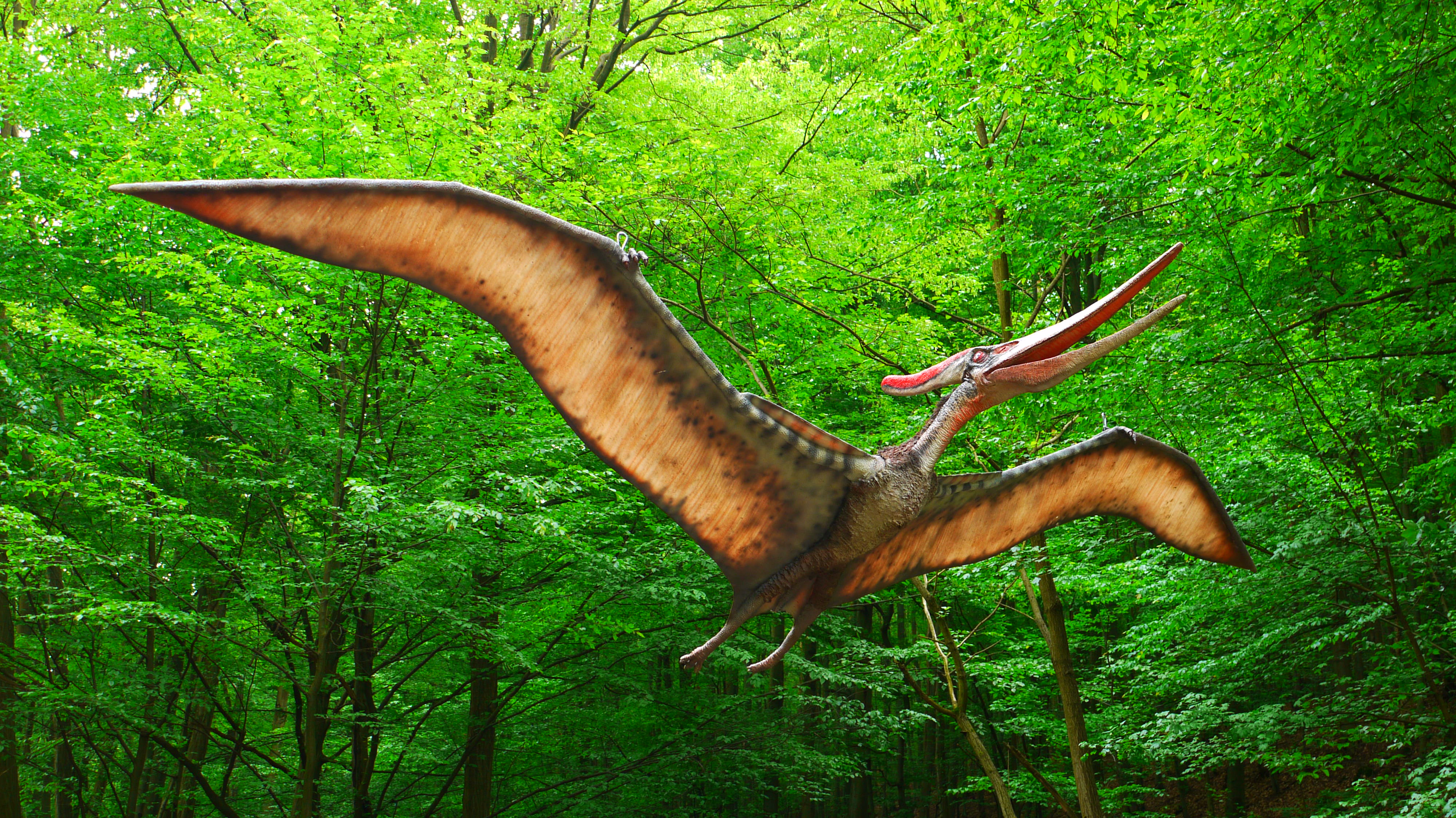 Птерадон. Птеранодон динозавр. Динозавры летающие Птеранодон. Птеродактиль динозавр. Птерозавры Юрского периода.